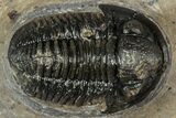 Detailed Gerastos Trilobite Fossil - Morocco #351270-2